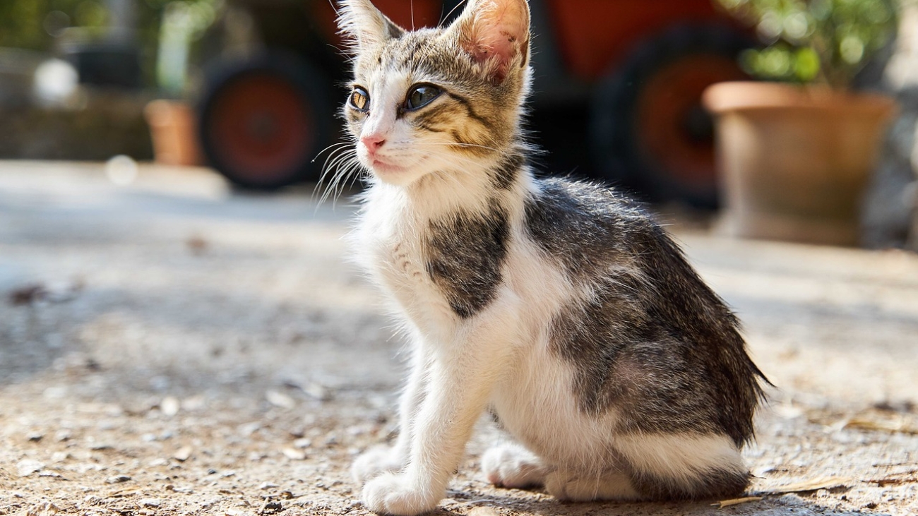 cat-6604565_1280