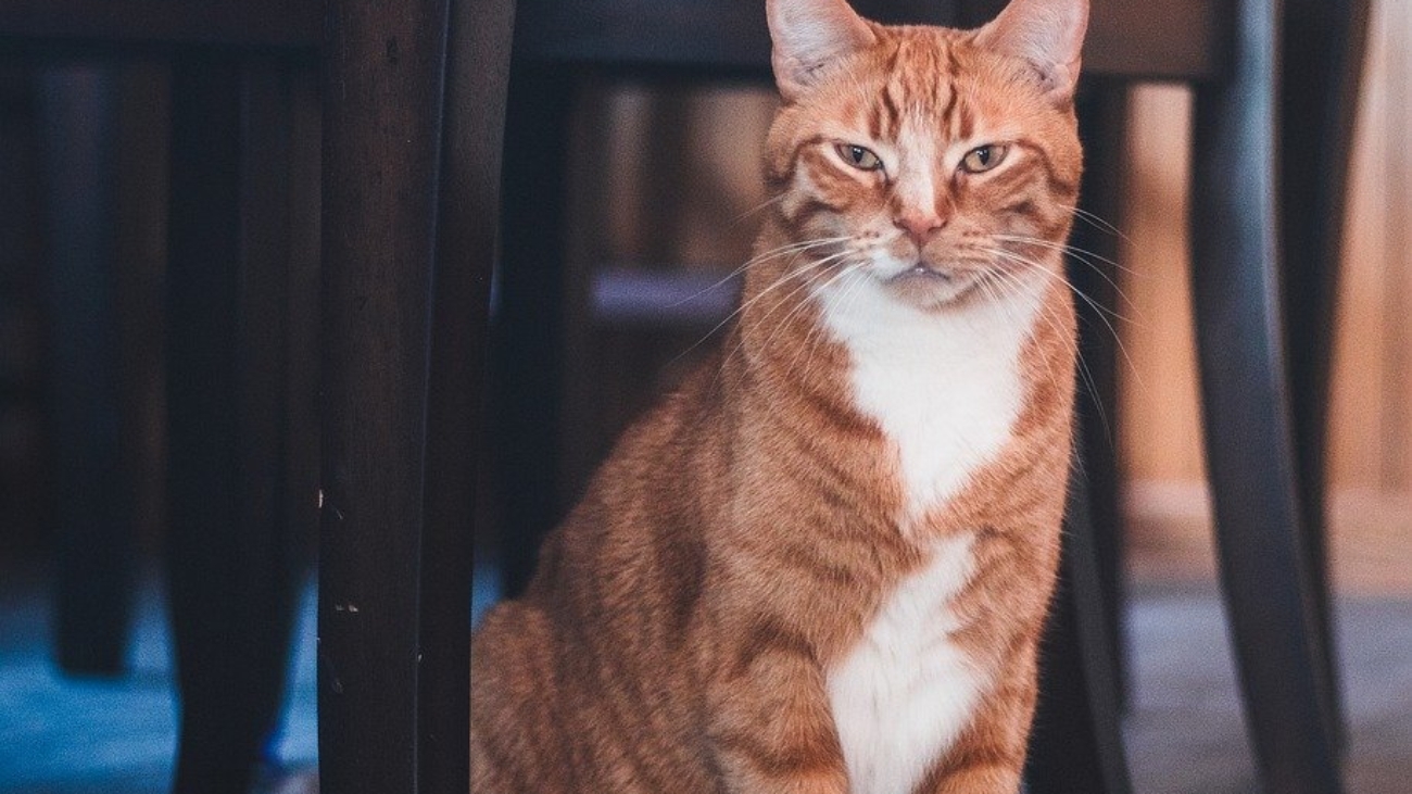 cat-8436843_1280