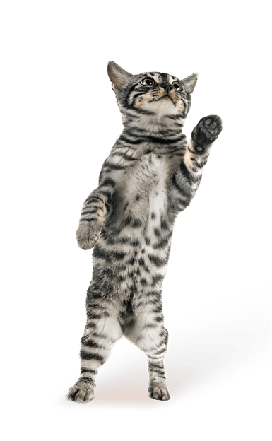 cat meow