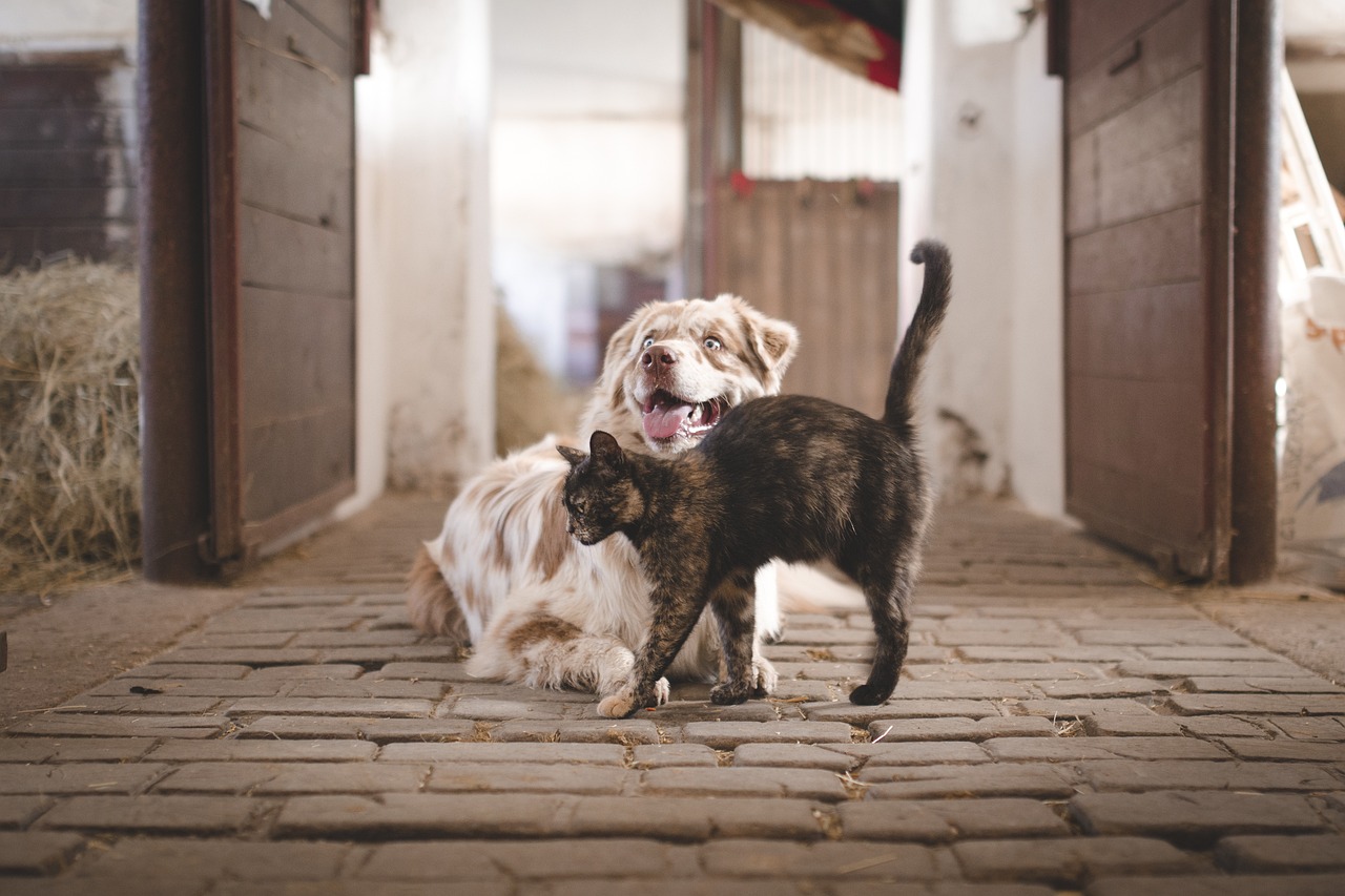dog-5883275_1280
