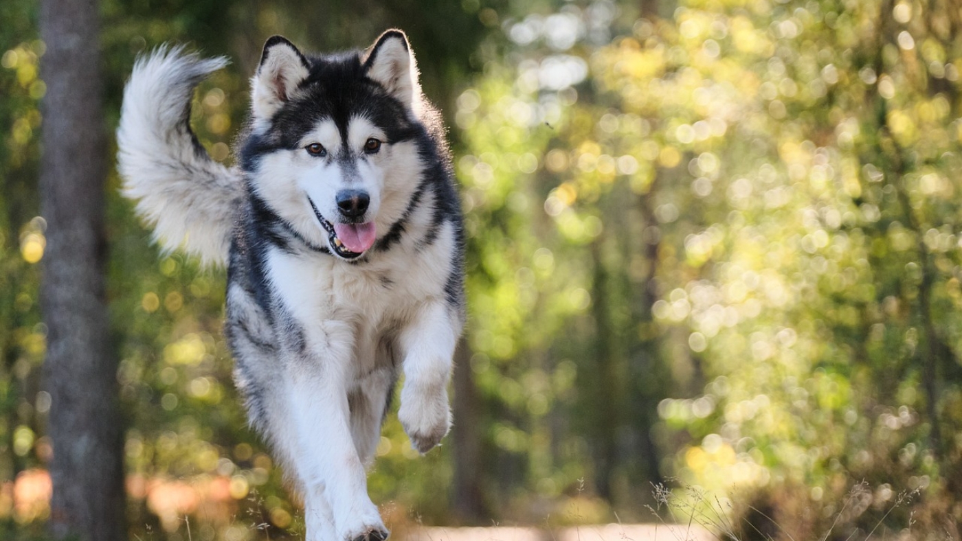 dog-7330712_1280