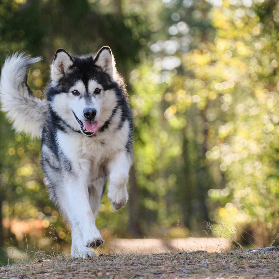 dog-7330712_1280