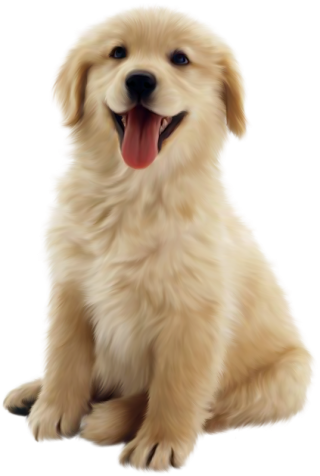 dog-png-assan