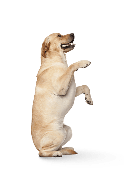 dog woof