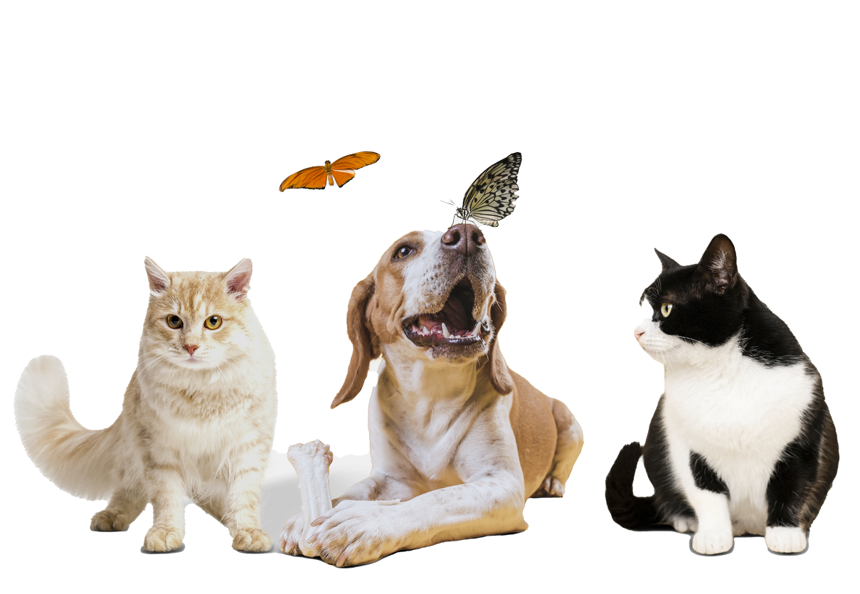 pet home pic