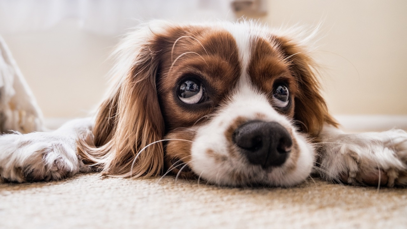 puppy-2785074_1280