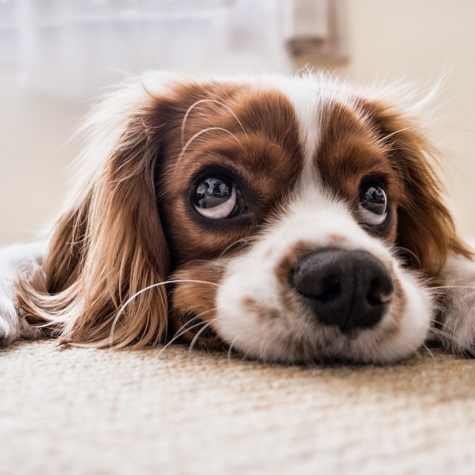 puppy-2785074_1280