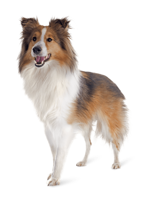 shetland-dog-asaan-international
